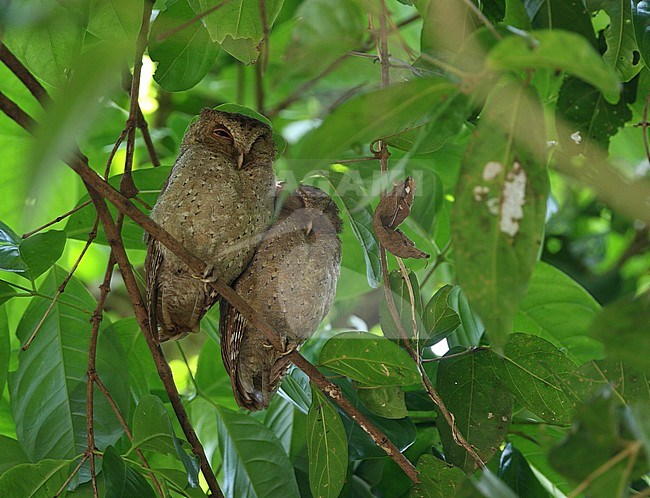 Pair of sleeping Andaman scops owls (Otus balli) at their daytime roost. An owl endemic to the Andaman Islands. stock-image by Agami/James Eaton,