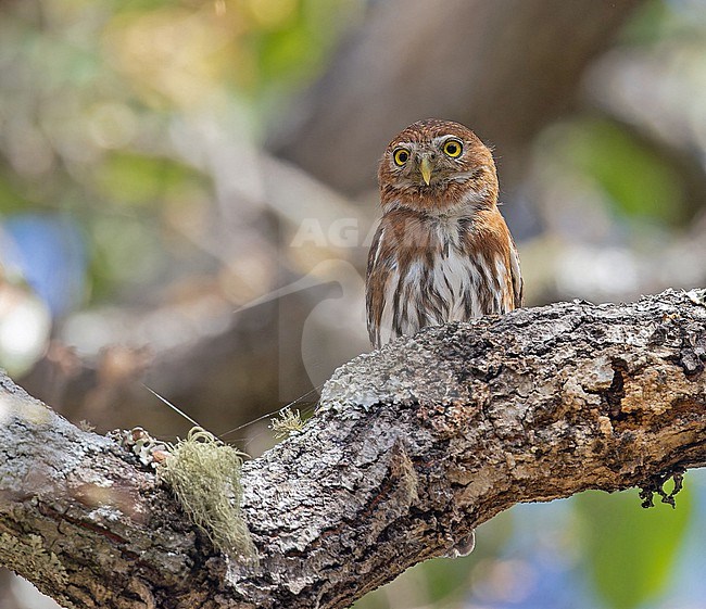 Mountain pygmy owl, Glaucidium gnoma, in Western Mexico. stock-image by Agami/Pete Morris,