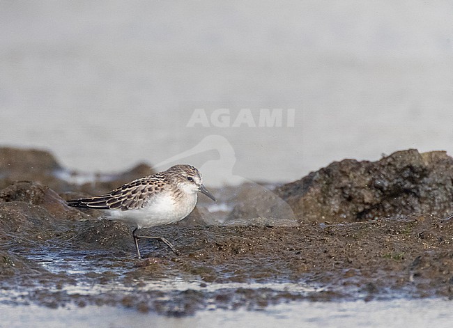 Immature Semipalmated Sandpiper (Calidris pusilla) at Cabo da Praia Quarry, Terceira, Azores, Portugal. stock-image by Agami/Marc Guyt,