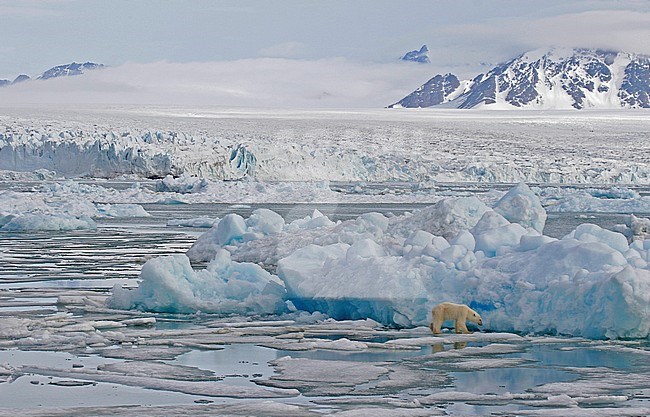 Polar Bear (Ursus marinus) on pack ice stock-image by Agami/Pete Morris,