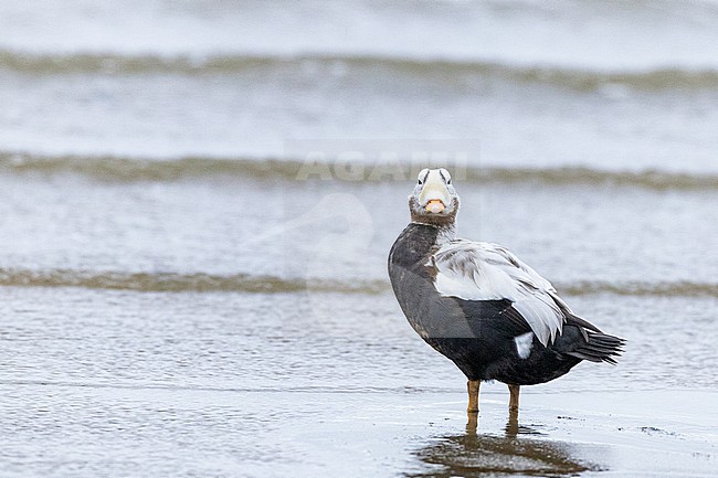  stock-image by Agami/Menno van Duijn,