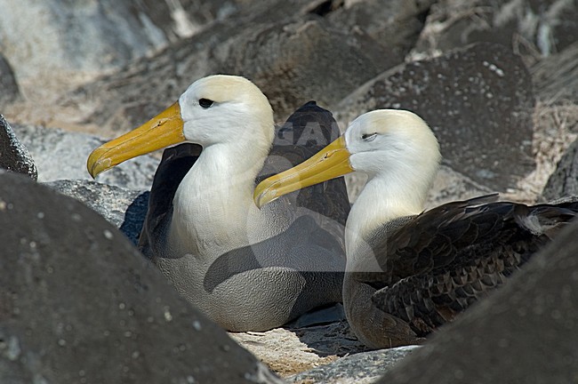 Waved Albatross displaying; GalÃ¡pagosalbatros baltsend stock-image by Agami/Roy de Haas,