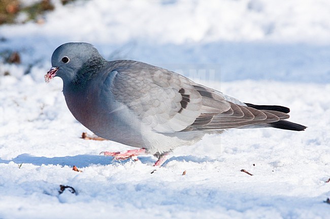Holenduif foeragerend in de sneeuw, Stock Dove foraging in snow stock-image by Agami/Wil Leurs,
