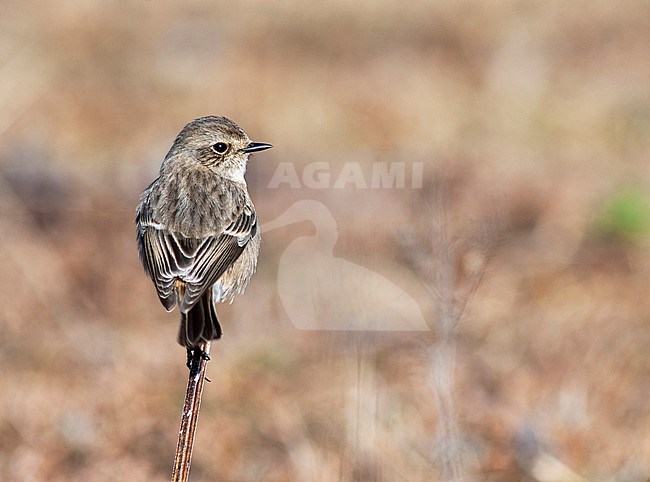Wintering female Siberian Stonechat (Saxicola maurus indicus) in central Himalayas. Probably this subspecies. stock-image by Agami/Marc Guyt,