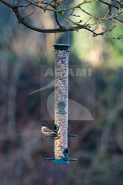 Marsh Tit perched on feeder; Glanskop zittend op voedersilo stock-image by Agami/Marc Guyt,