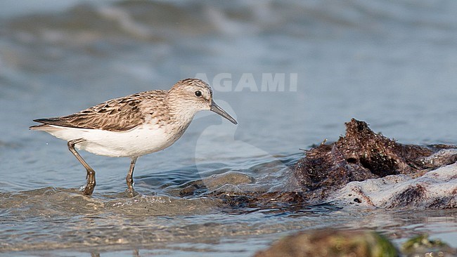Adult Semipalmated Sandpiper (Calidris pusilla) standing along the shore during late summe. It is an early autumn migrating species. stock-image by Agami/Ian Davies,