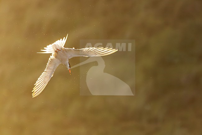 Adult Common Tern, Sterna hirundo, in flight. Fishing in the old Rhine outlet in the North Sea at Katwijk, Netherlands. stock-image by Agami/Marc Guyt,