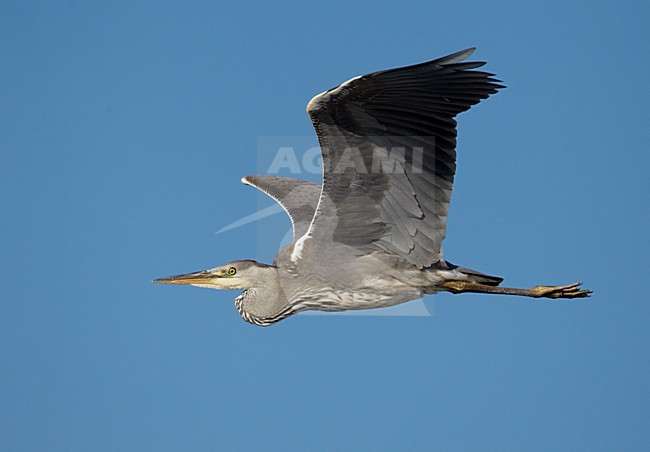 Juveniele Blauwe Reiger in de vlucht; Juvenile Grey Heron in flight stock-image by Agami/Markus Varesvuo,