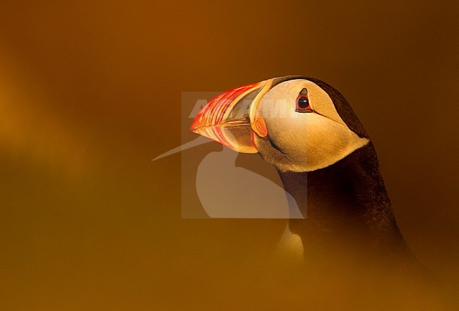 Atlantic Puffin Fratercula arctica in late evening light, Latrabargh, Iceland stock-image by Agami/Danny Green,