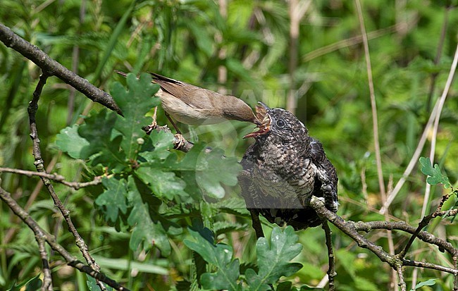 Marsh Warbler (Acrocephalus palustris) feeding chick of Common Cuckoo (Cuculus canorus) on a perch at Zealand, Denmark stock-image by Agami/Helge Sorensen,