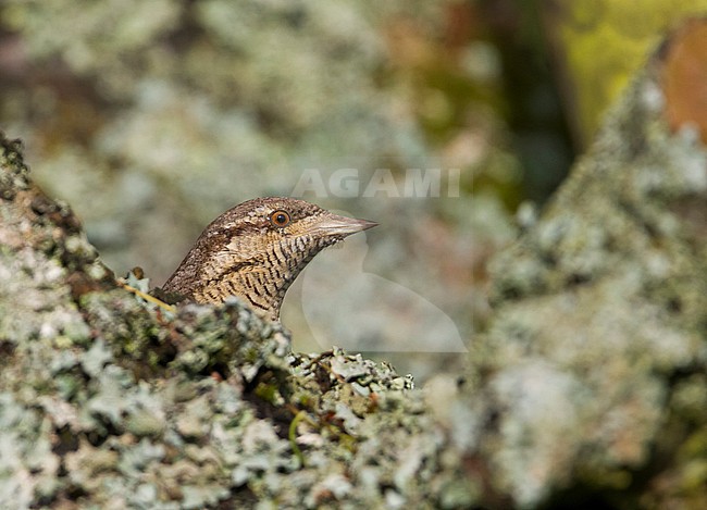 Eurasian Wryneck - Wendehals - Jynx torquilla ssp. torquilla, Germany, adult stock-image by Agami/Ralph Martin,