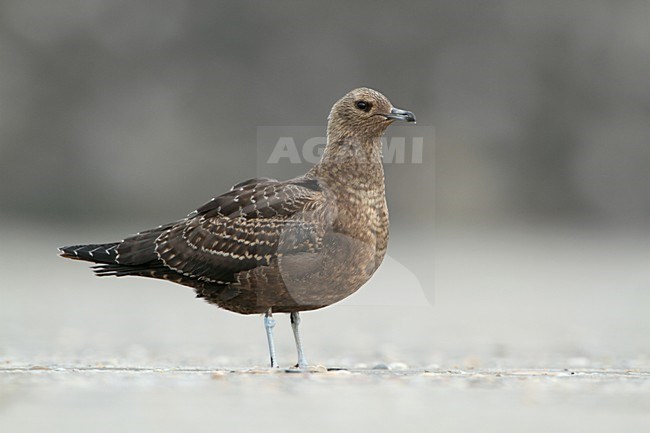 Juveniele Kleine Jager op het strand; JUvenile Parasitic Jaeger on the beach stock-image by Agami/Karel Mauer,