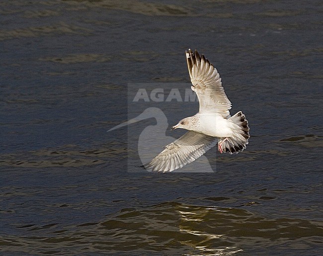 Immature Herring Gull (Larus argentatus) landing on the water stock-image by Agami/Marc Guyt,