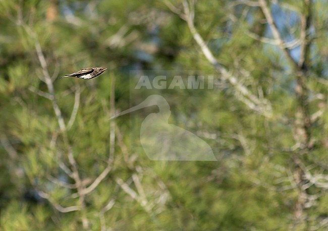 Wintering male Black-throated Thrush (Turdus atrogularis) in Israel. stock-image by Agami/Yoav Perlman,