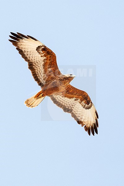 Dark rufous form Steppe Buzzard (Buteo buteo vulpinus) on migration over the Eilat Mountains, near Eilat, Israel stock-image by Agami/Marc Guyt,