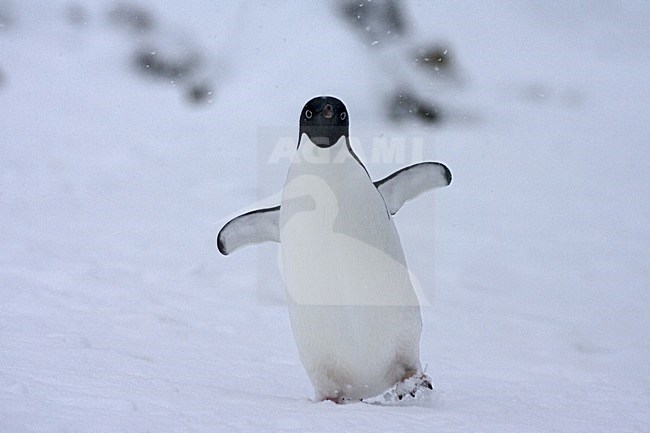 Adelie Penguin in the snow; Adelie Pinguin in de sneeuw stock-image by Agami/Marc Guyt,