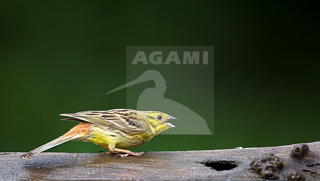 manual updated stock-image by Agami/Marc Guyt,