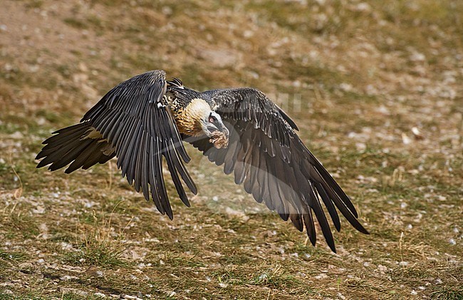 Bearded Vulture in flight, Lammergier in de vlucht stock-image by Agami/Alain Ghignone,