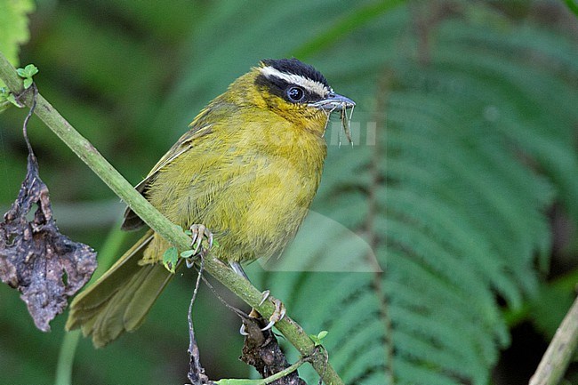 Black-capped Hemispingus (Kleinothraupis atropileus) perched on a branch at Rio Blanco Ecological Reserve, Manizales, Caldas, Colombia. stock-image by Agami/Tom Friedel,