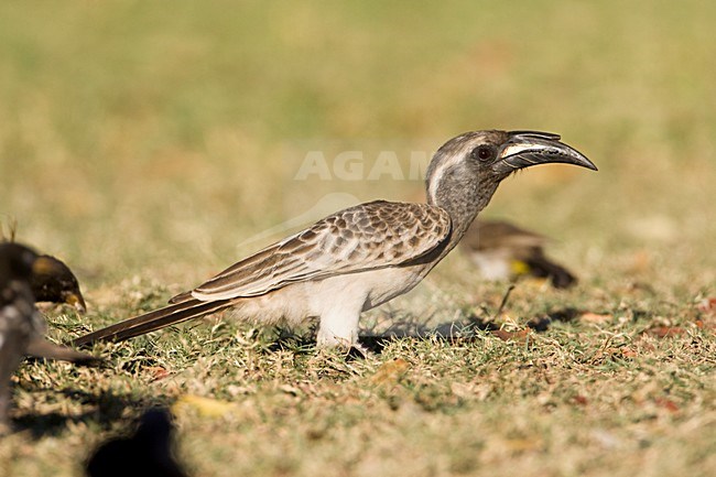 Grijze Tok, African Grey Hornbill, Tockus nasutus stock-image by Agami/Marc Guyt,