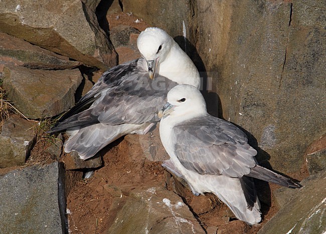 Noordse Stormvogel, Northern Fulmar, Fulmarus glacialis stock-image by Agami/Markus Varesvuo,
