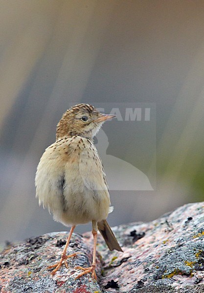 Mongoolse Pieper, Blyth's Pipit stock-image by Agami/Markus Varesvuo,