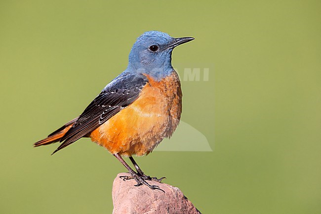 Common Rock Thrush (Monticola saxatilis), adult male standing on a rock, Abruzzo, Italy stock-image by Agami/Saverio Gatto,