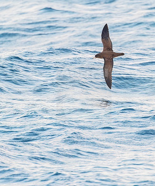 Flesh-footed shearwater (Ardenna carneipes) at sea north of New Zealand. stock-image by Agami/Marc Guyt,