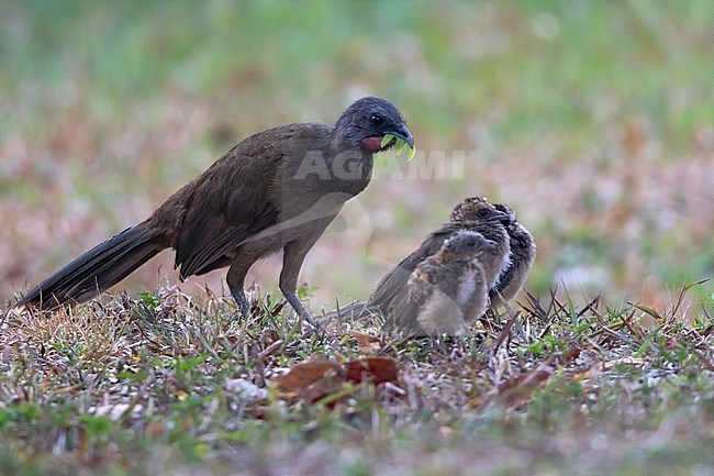 Plain Chachalaca (Ortalis vetula) with three chicks on the ground of a rainforest in Guatemala. stock-image by Agami/Dubi Shapiro,