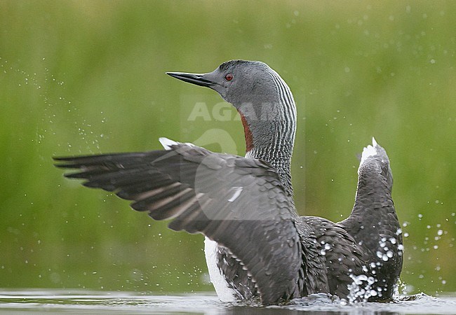 Red-throated Diver (Gavia stellata) Iceland June 2019 stock-image by Agami/Markus Varesvuo,