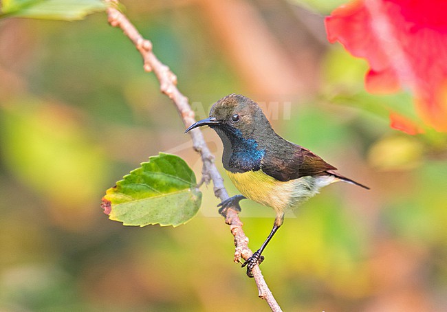 Male Newton's Sunbird, Anabathmis newtonii, in Gabon. stock-image by Agami/Pete Morris,