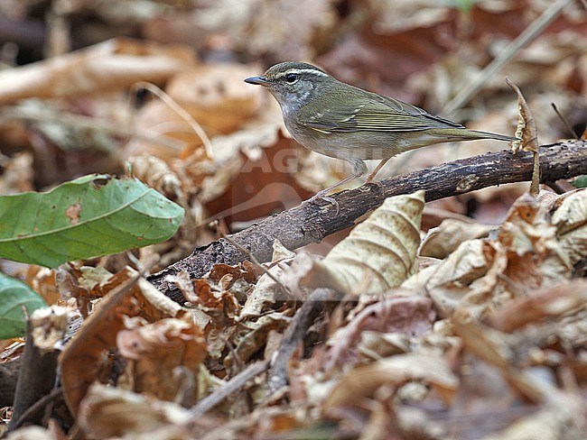 Pale-legged leaf warbler (Phylloscopus tenellipes) perched on the forest floor in Thailand stock-image by Agami/James Eaton,