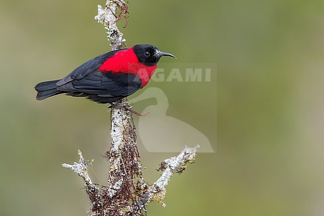 Red-collared Myzomela (Myzomela rosenbergii) Perched on a branch in Papua New Guinea stock-image by Agami/Dubi Shapiro,