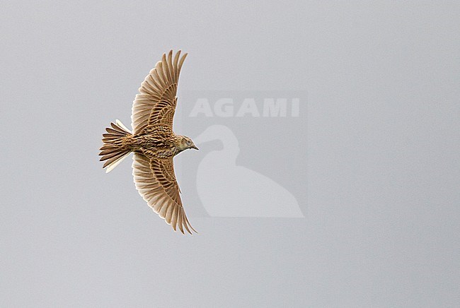 Eurasian Skylark (Alauda arvensis) banking in mid air in the Netherlands. stock-image by Agami/Harvey van Diek,