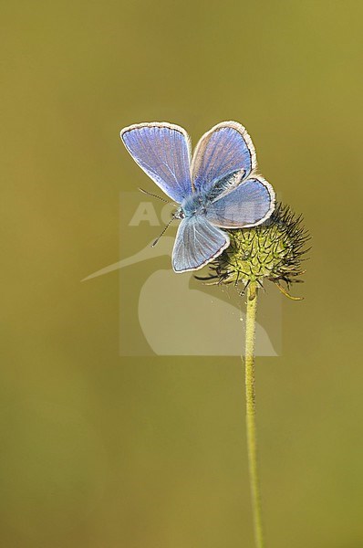 Icarusblauwtje; Common Blue; stock-image by Agami/Walter Soestbergen,