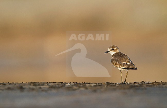 Kentish Plover - Seeregenpfeifer - Charadrius alexandrinus ssp. alexandrinus, Oman, female stock-image by Agami/Ralph Martin,
