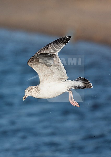 Second-winter European Herring Gull (Larus argentatus) hanging in the air above the uitwatering of Katwijk in the Netherlands. Showing under wing pattern stock-image by Agami/Marc Guyt,