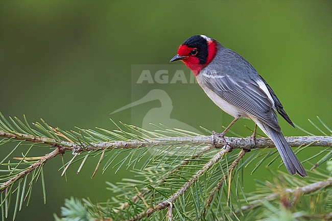 Red-faced Warbler (Cardellina rubrifrons) adult male perched on a branch stock-image by Agami/Dubi Shapiro,