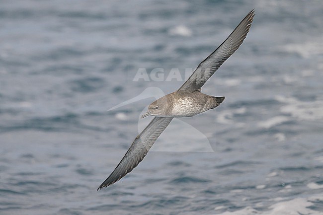 Juvenile Balearic shearwater (Puffinus mauretanicus), seen from the below, with the sea as background. stock-image by Agami/Sylvain Reyt,