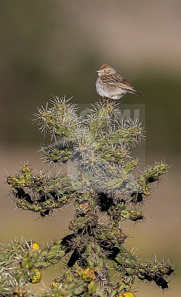 Worthen's Sparrow, Spizella wortheni wortheni, perched on a cactus - Endangered species stock-image by Agami/Andy & Gill Swash ,