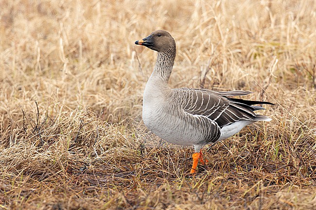 Tundra Bean Goose (Anser serrirostris), side view of an individual standing on the ground, Finnmark, Norway stock-image by Agami/Saverio Gatto,