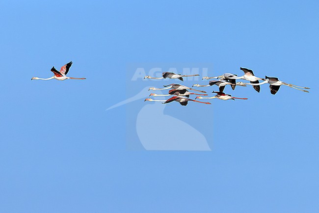 Flock of Greater Flamingos (Phoenicopterus roseus) in flight, comprising a mix of both adults and second-year (first-summer plumaged) individuals. stock-image by Agami/David Monticelli,