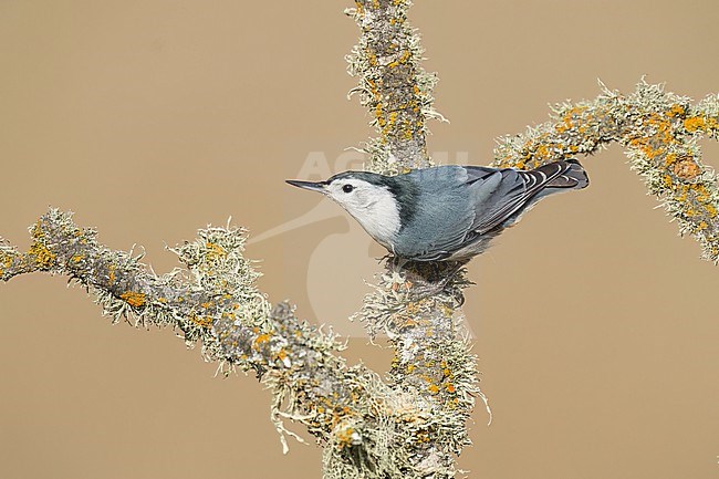Adult male
Santa Barbara Co., CA
November 2022 stock-image by Agami/Brian E Small,