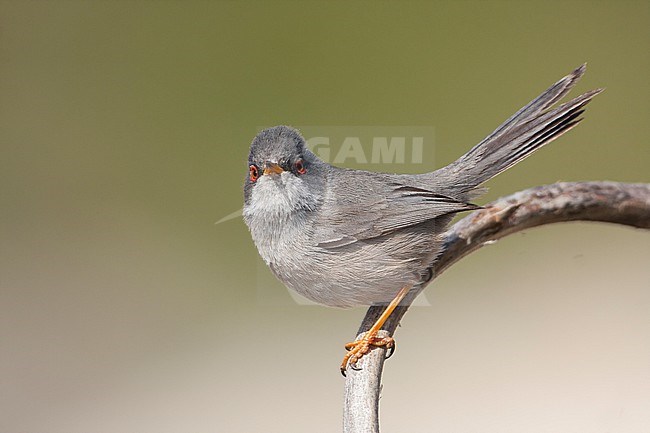 Balearische Grasmus, Balearic Warbler stock-image by Agami/Ralph Martin,