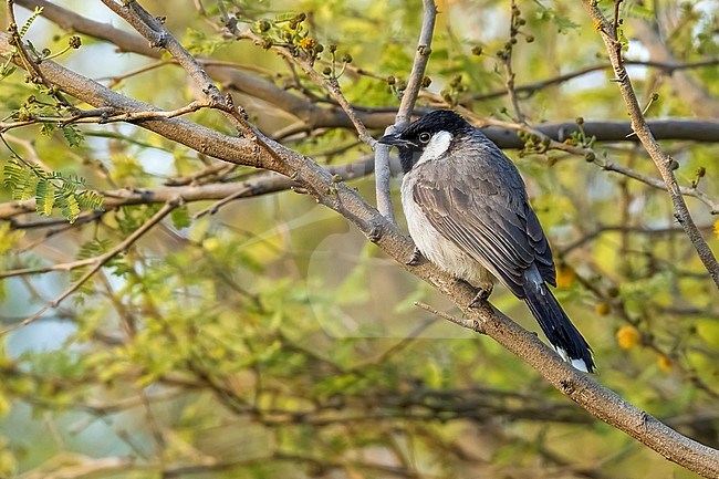 Adult White-eared Bulbul sitting in a park in Kuwait City, Kuwait. January 5, 2011. stock-image by Agami/Vincent Legrand,
