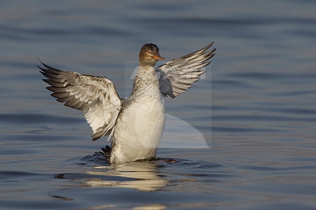Red-breasted Merganser female flapping her wings, Middelste Zaagbek vrouwtje met vleugels klappend stock-image by Agami/Daniele Occhiato,