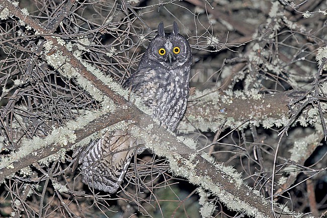 Stygian Owl, Asio stygius, in Western Mexico. stock-image by Agami/Pete Morris,