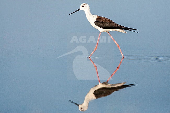 Black-winged Stilt (Himantopus himantopus) at the Skala Kalloni Salt Pans, on the island of Lesvos, Greece stock-image by Agami/Marc Guyt,