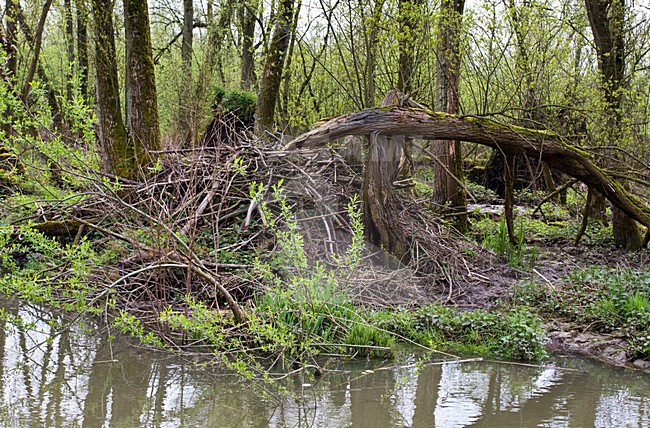 Beverburcht Biesbosch; Beaver Castle Biesbosch stock-image by Agami/Anja Nusse,