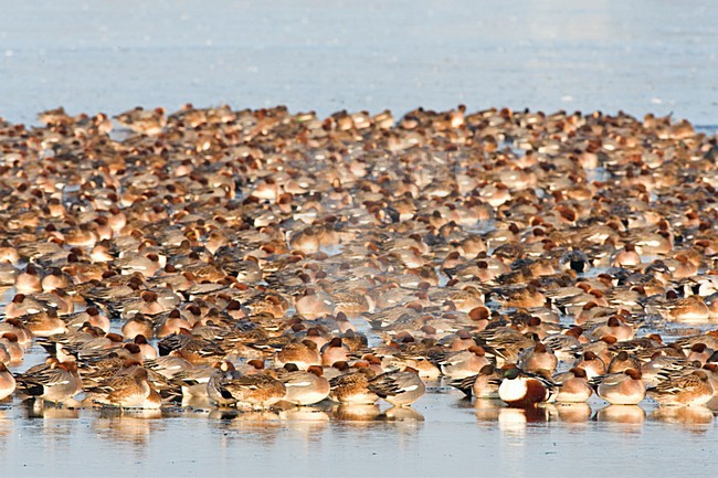 Grote groep overwinterende Smienten; Large flock of wintering Eurasian Wigeons stock-image by Agami/Marc Guyt,